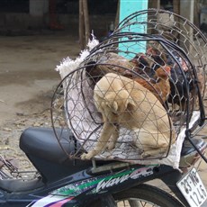 Vietnam en route Ninh Binh